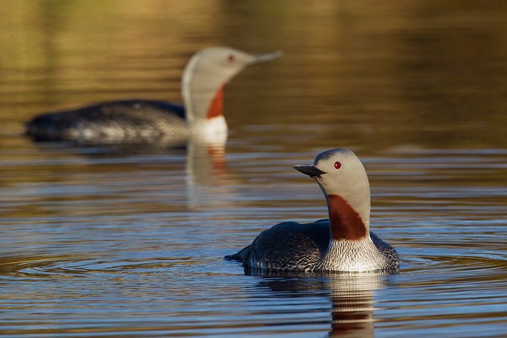 Red-throated Loon Pair